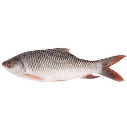 Deshi Rui Fish